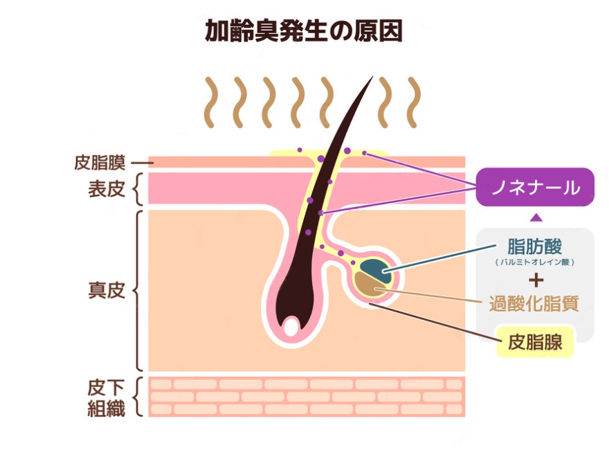 加齢臭発生の原因